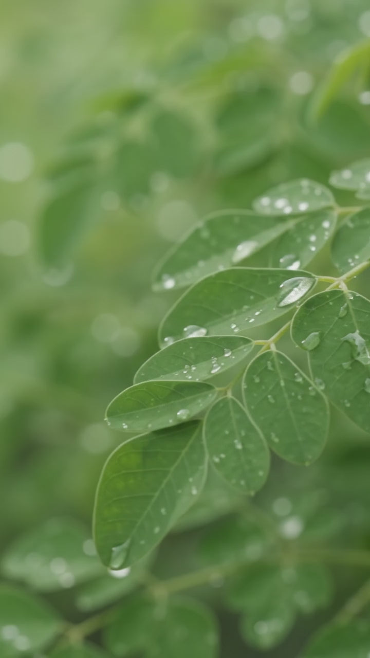 Óleo de Moringa - 100% natural uso capilar e corporal
