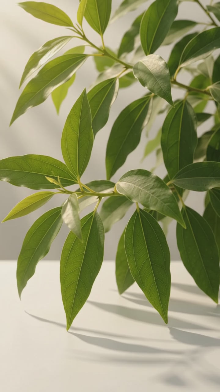 Óleo de Cânfora - 100% natural uso capilar e corporal