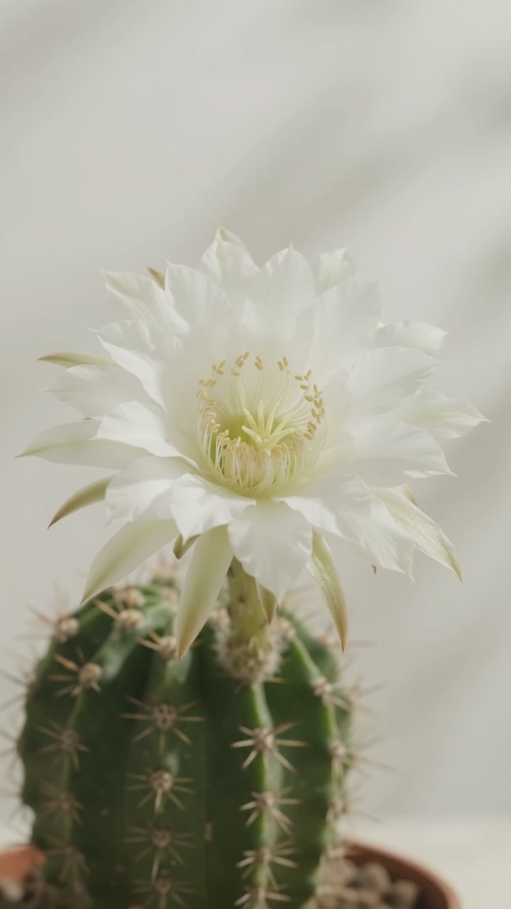 Óleo de Cactus - Extrato oleoso 100% natural uso capilar e corporal