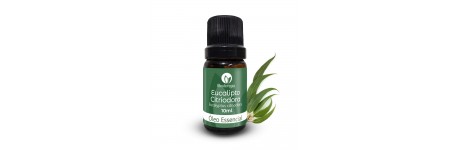 Óleo essencial de Eucalipto Citriodora 100% puro e natural